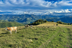free-cows-in-romania