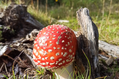 apuseni-mushrooms
