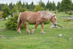 blonde-transilvanian-horse