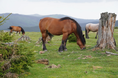 brown-transylvanian-horse
