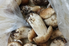 transylvanian-mushrooms